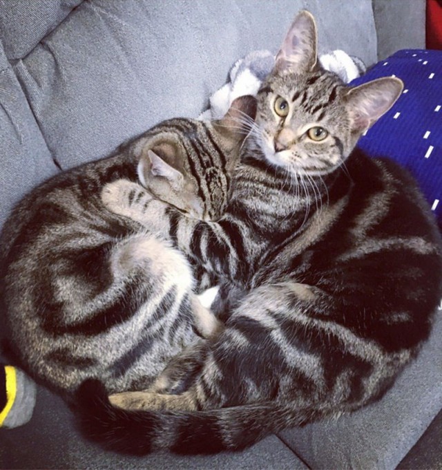 Прикольных котов пост