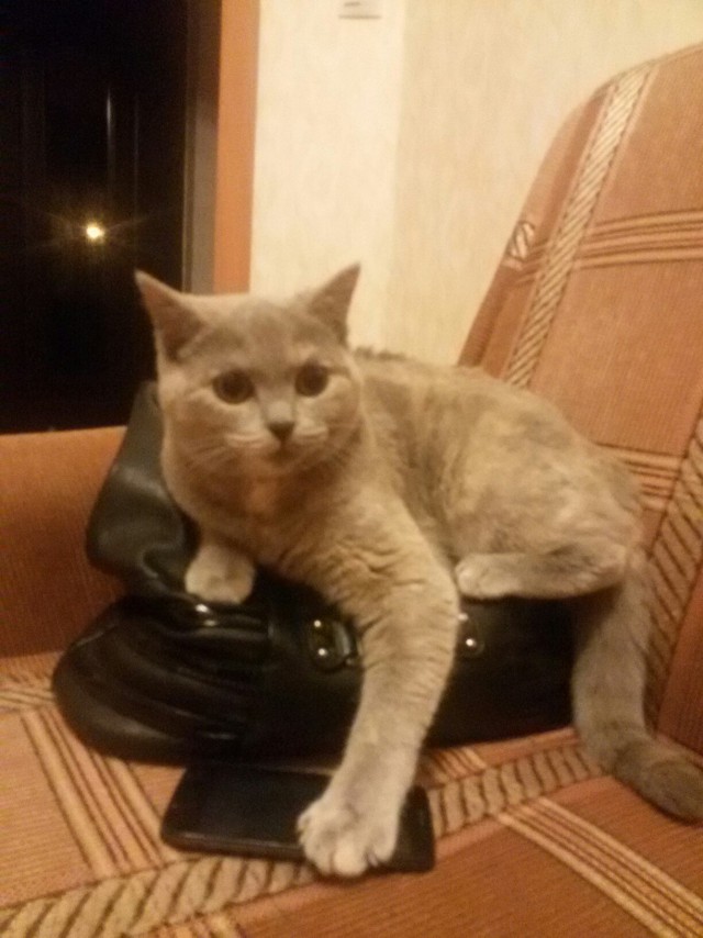Живность из сети