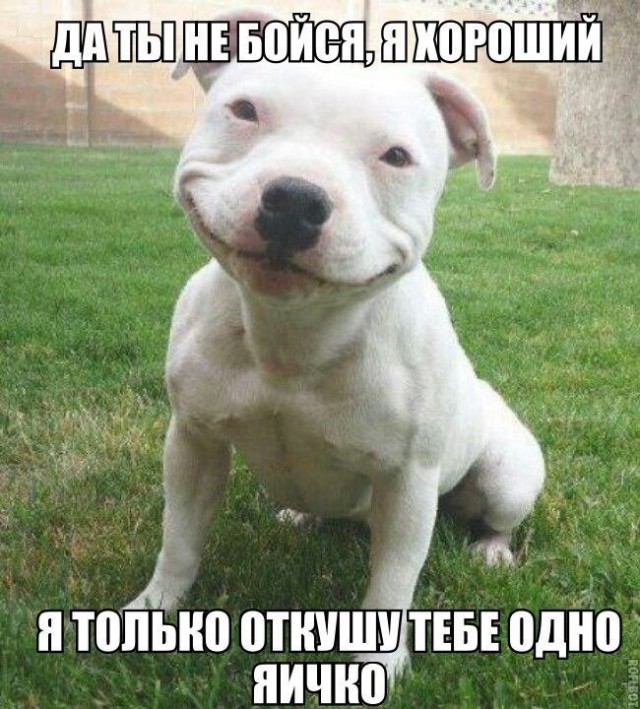 Прикольные картинки