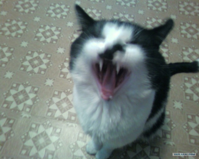 Уррааа! Котовторник на ЯПлакалъ!