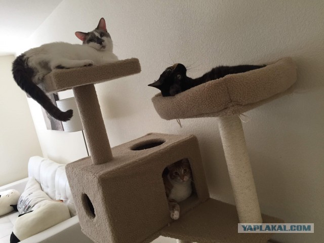 Котовторник 14.08.2018