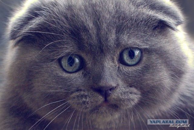 Котятовторник