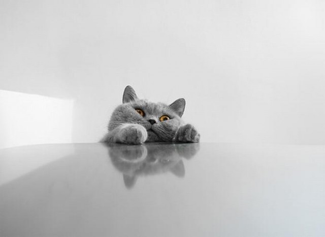 Котейкин вторник! Космический 12.04!