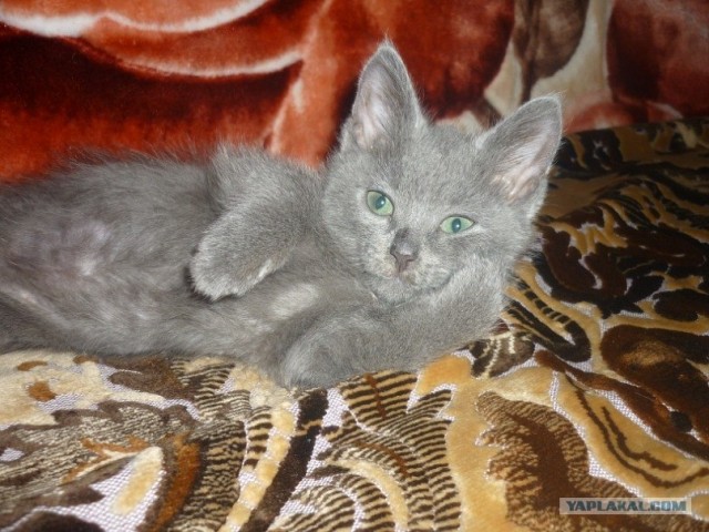 Котовторник на середину июня