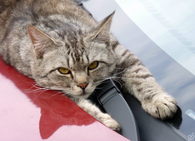 Котовторник объявляется открытым!