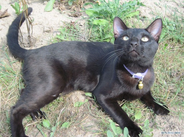 Котовторник с Кузей
