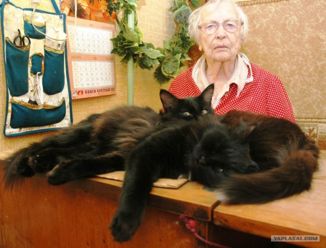 Сонный Котовторник