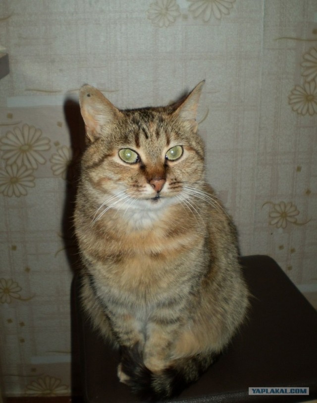 Котовторник 20.12.2011