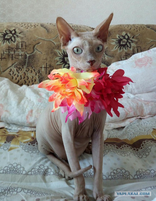 Милоты пост