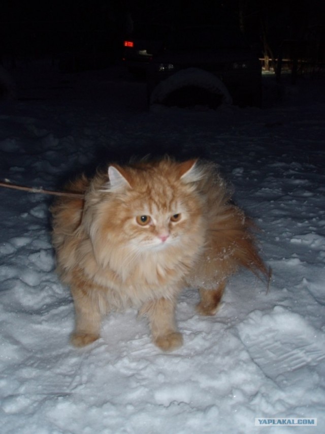 Котовторник (07.02.2012)