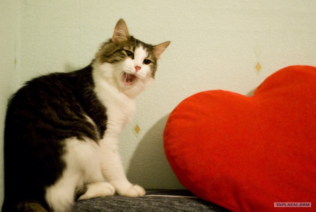Котовторник (28.02.2012)