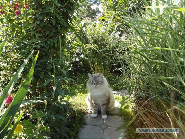 Котовторник 27.03.2012