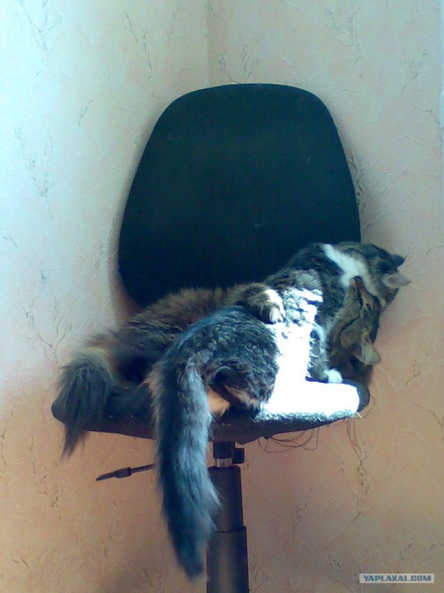Котовторник  19.06.2012