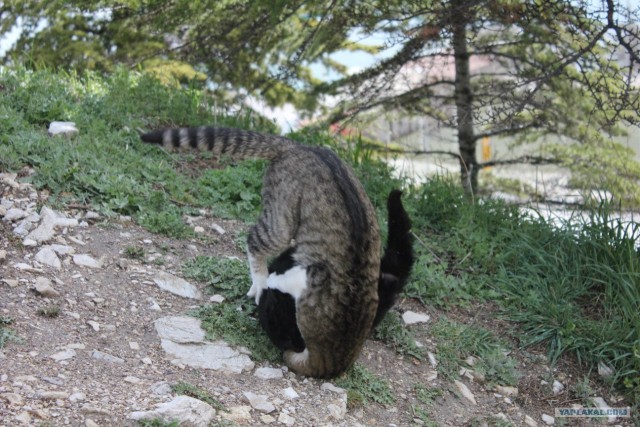 Котовторник 03 07 2012