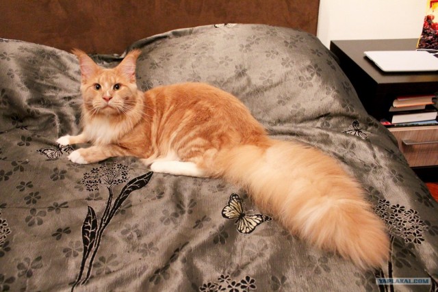 Котовторник  17.07.2012