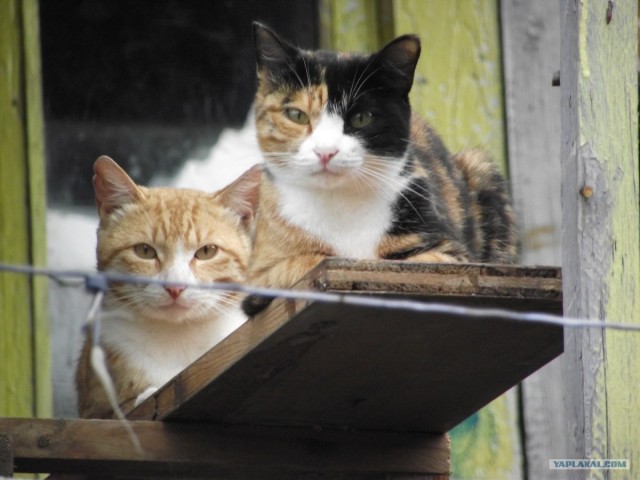 Котонянька и котовторник