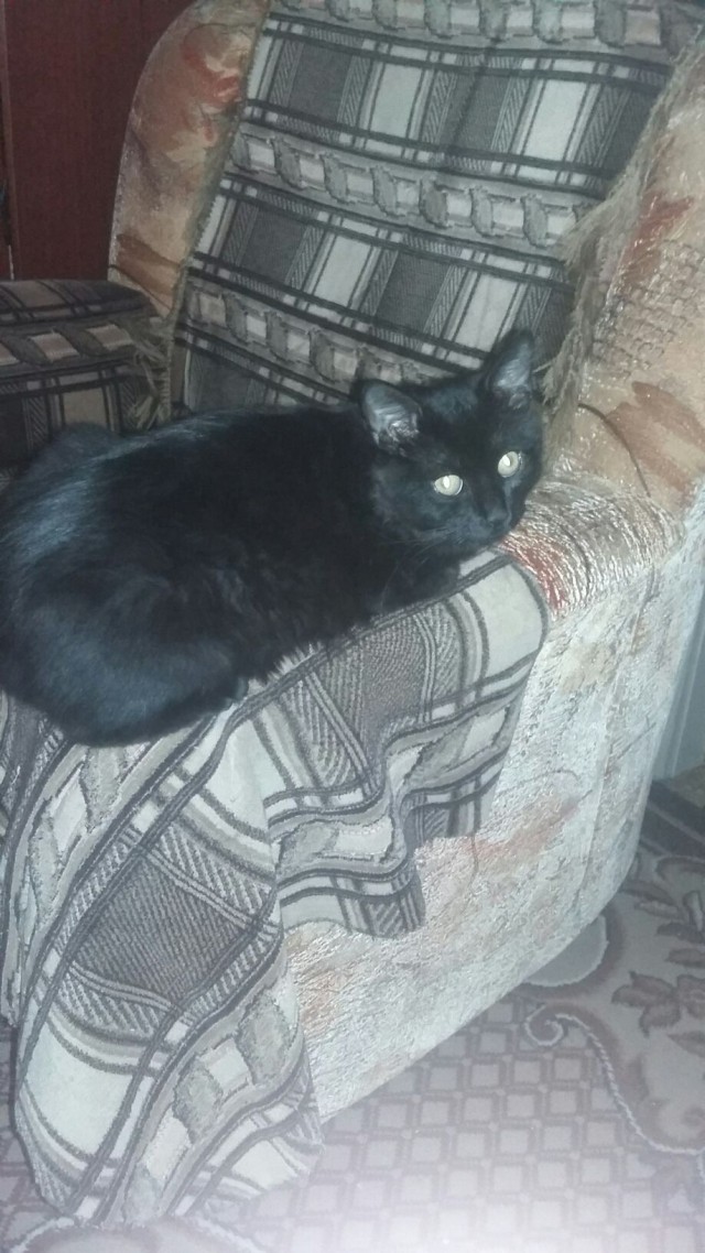 Прикольных котов пост