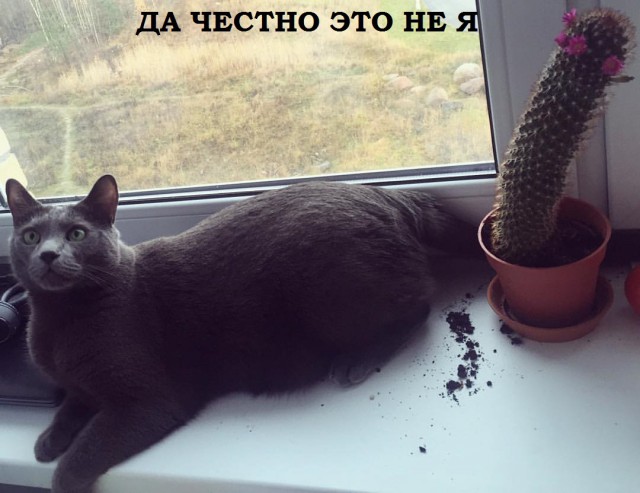 Чудики из социальных сетей 09.02.19