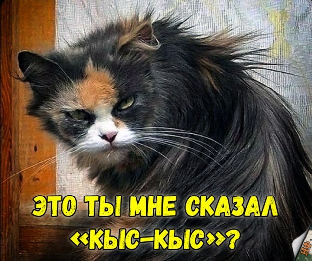 Забавные фото котеек