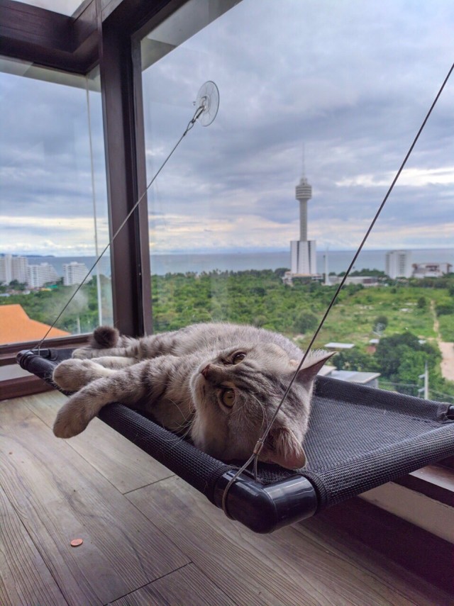 Забавные фото котеек