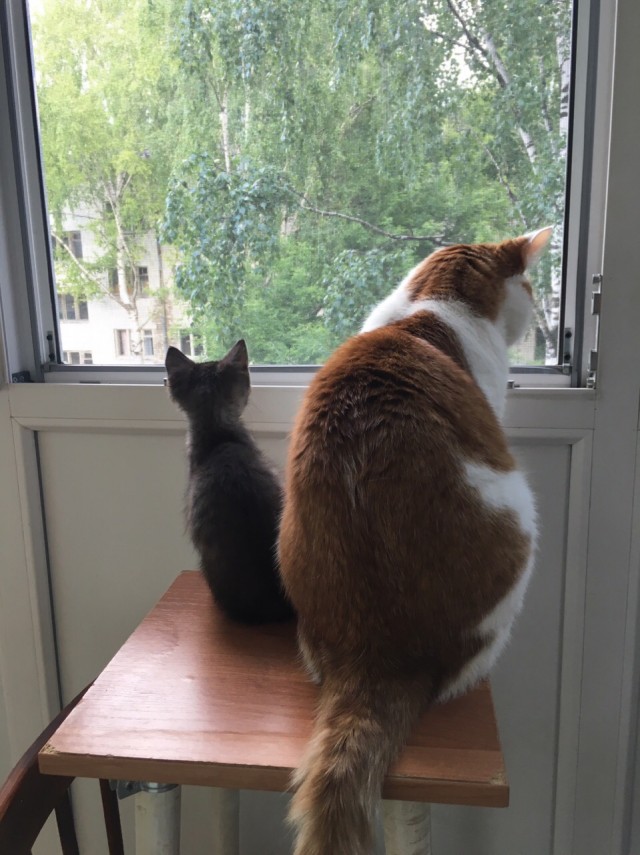 Забавные фото котеек