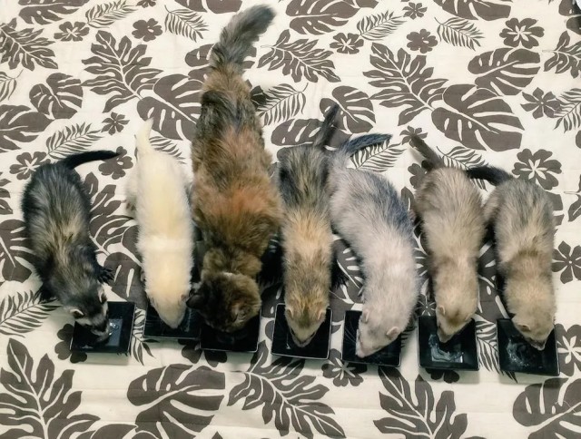 Живность из сети