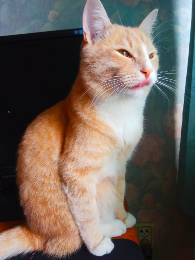 Котовторник от генерала мяу