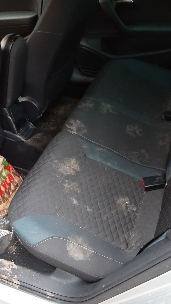 В Петербурге таксист отказался везти женщину с собаками, потому что животные были без переноски. Начался конфликт