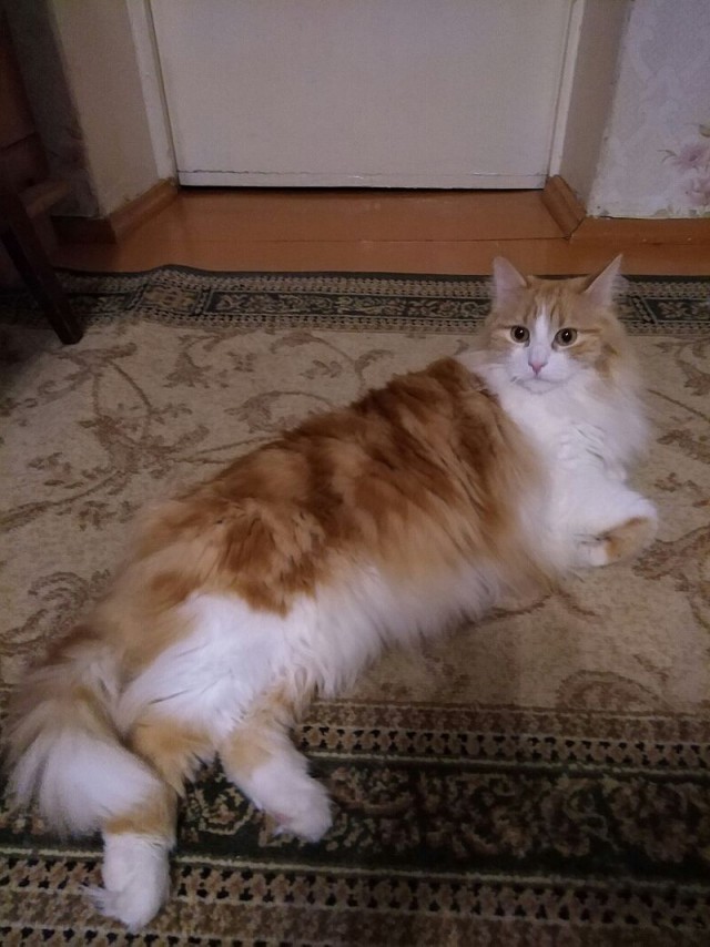 85 сантиметров кота