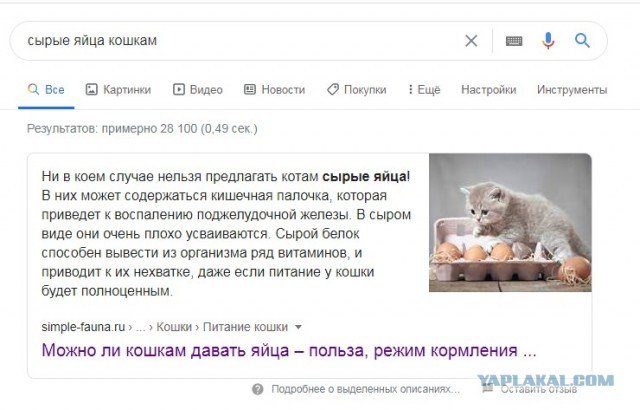 Что будет, если дать собаке яичко