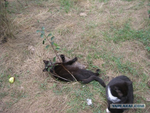 Жизнь домашнего приюта для котеек 305