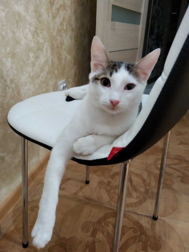 Эти забавные животные