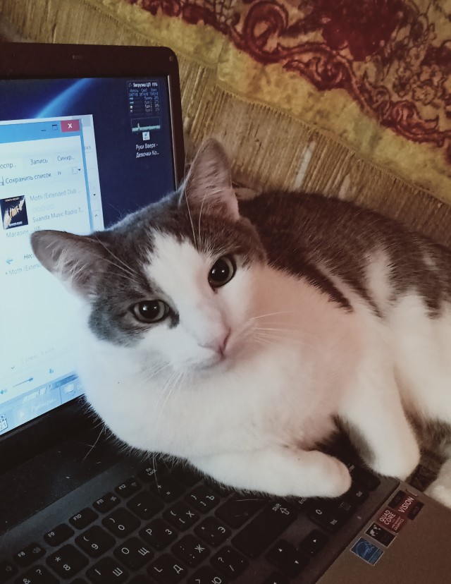 Котовторник 13.10.2020