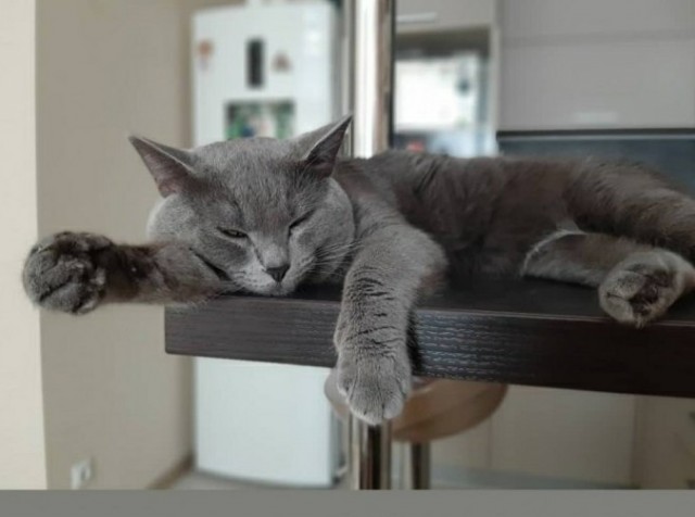 Котокартинки и котобуквы