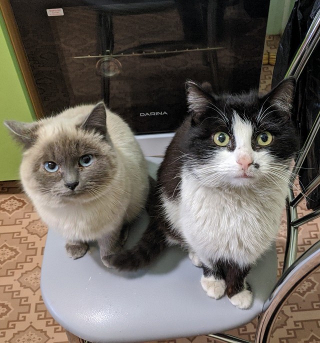Котовторник!