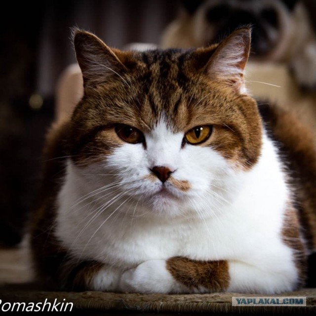 Котовторник же!