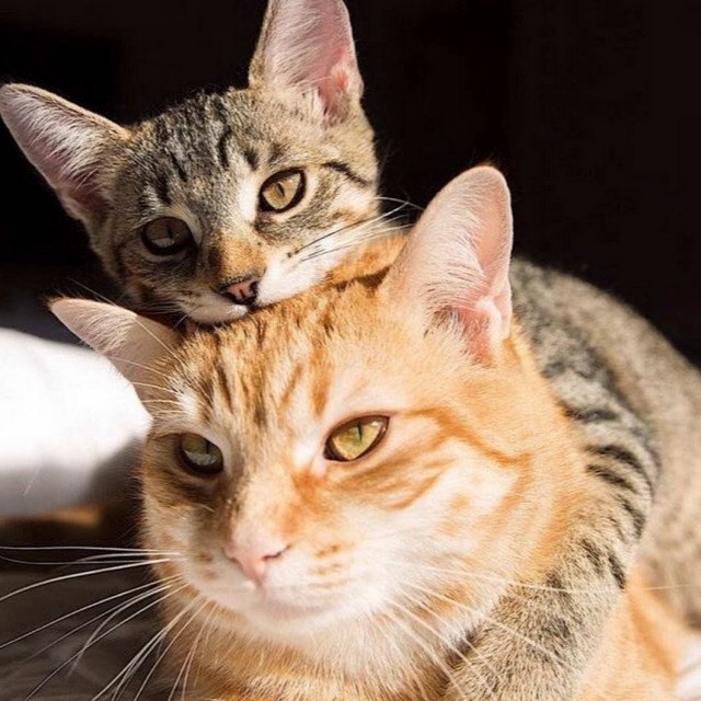 Которник