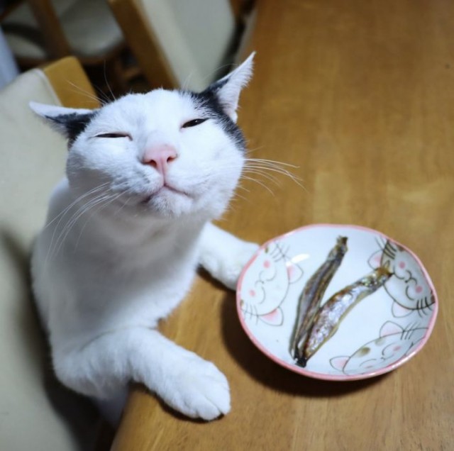 Разные котики