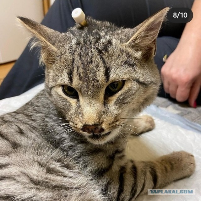 Сколько у кошек жизней?