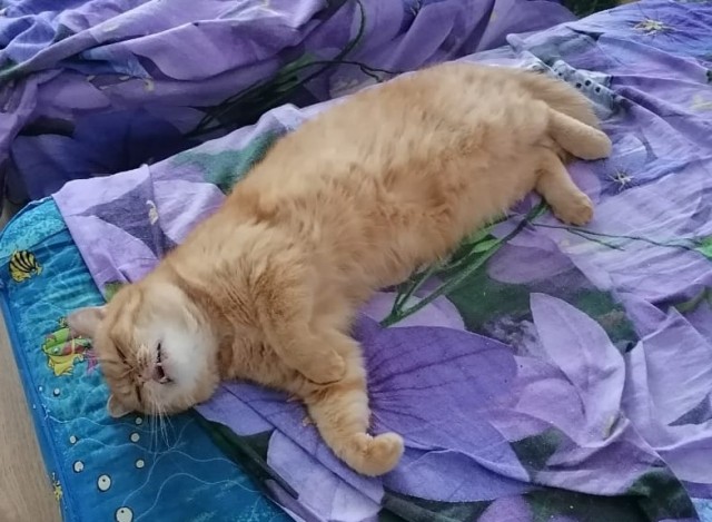 Котовторник 25.01.22