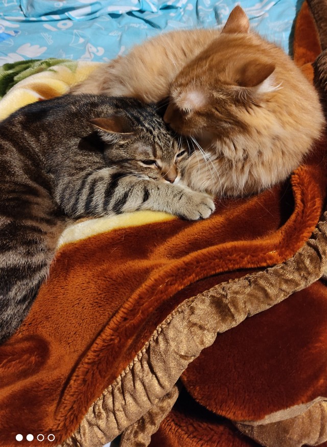 Котовторник 25.01.22