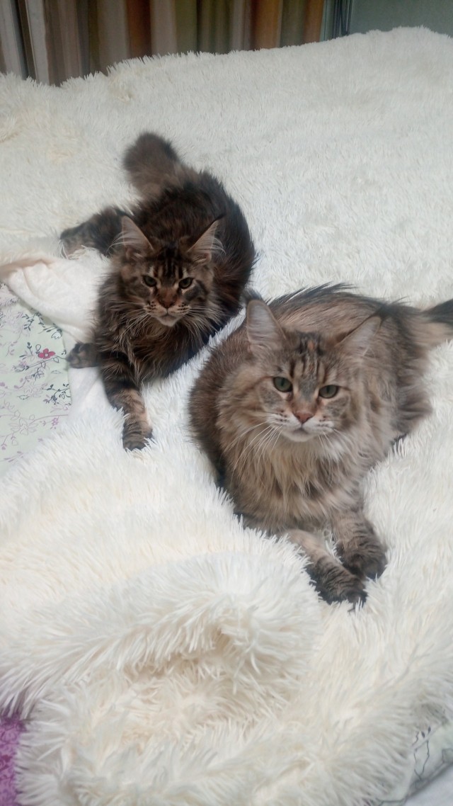 Котовторник. Картинки и буквы 08.02.22