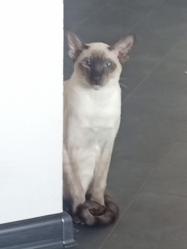 Котовторниковское
