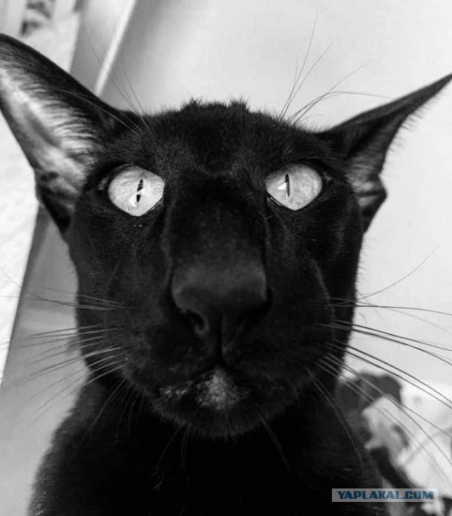 О котах
