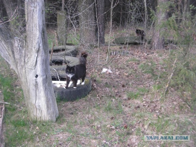 Жизнь домашнего приюта для котеек 392