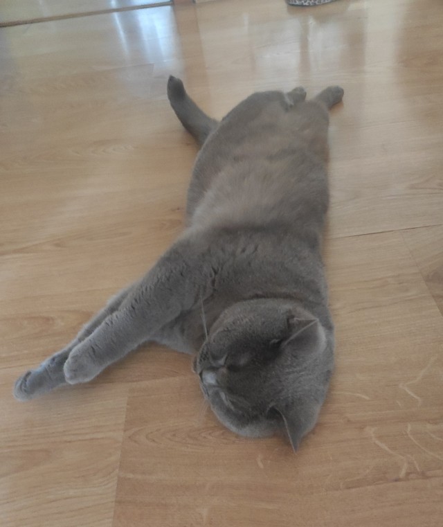 Начну котовторник чуть раньше!