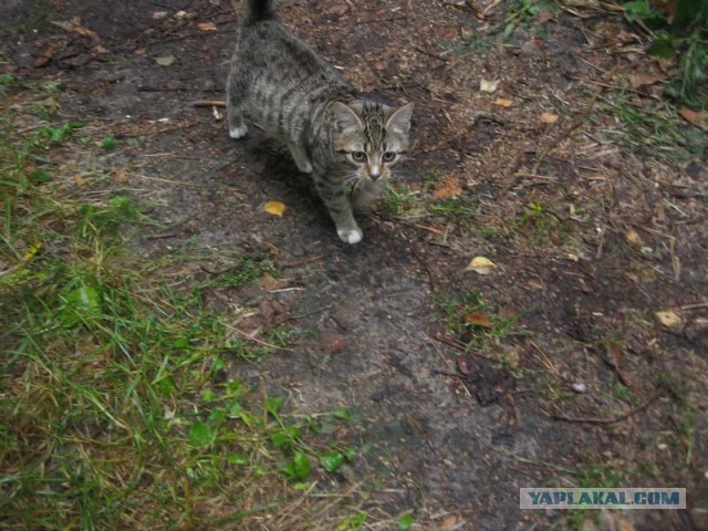 Жизнь домашнего приюта для котеек 412