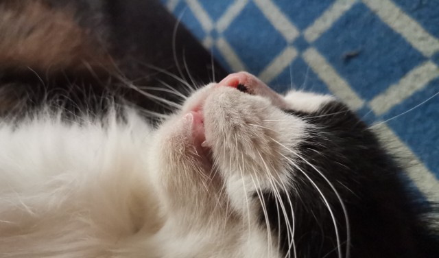 Шерстяной котовторник. Октябрь 2022