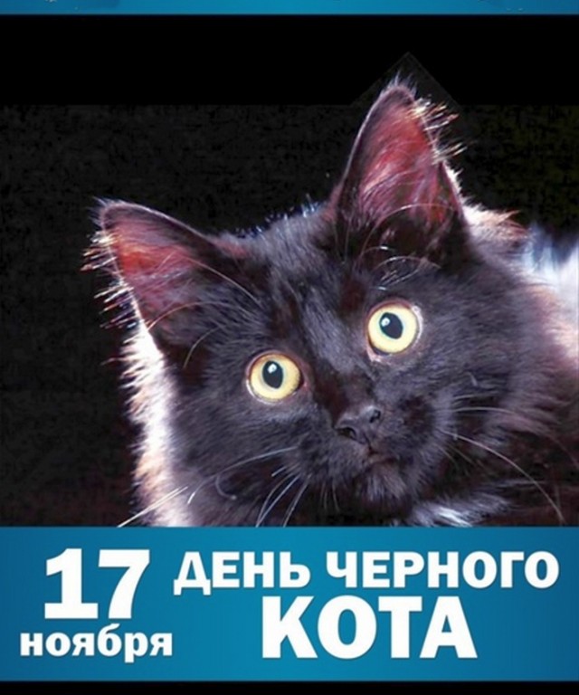 Сегодня День защиты черных котов!