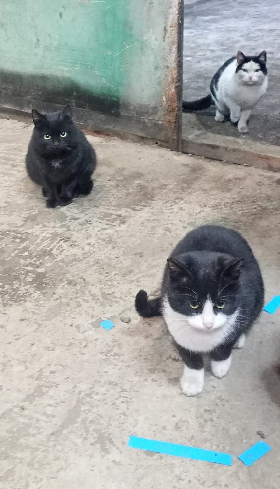 И вот Милаха привел третьего))